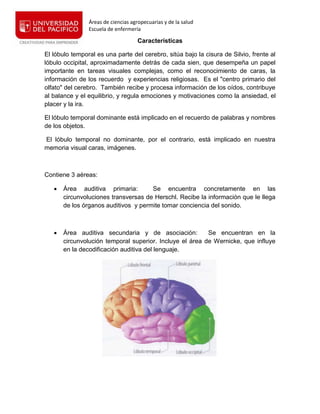 Áreas de ciencias agropecuarias y de la salud
Escuela de enfermería
Características
El lóbulo temporal es una parte del cerebro, sitúa bajo la cisura de Silvio, frente al
lóbulo occipital, aproximadamente detrás de cada sien, que desempeña un papel
importante en tareas visuales complejas, como el reconocimiento de caras, la
información de los recuerdo y experiencias religiosas. Es el "centro primario del
olfato" del cerebro. También recibe y procesa información de los oídos, contribuye
al balance y el equilibrio, y regula emociones y motivaciones como la ansiedad, el
placer y la ira.
El lóbulo temporal dominante está implicado en el recuerdo de palabras y nombres
de los objetos.
El lóbulo temporal no dominante, por el contrario, está implicado en nuestra
memoria visual caras, imágenes.
Contiene 3 aéreas:
 Área auditiva primaria: Se encuentra concretamente en las
circunvoluciones transversas de Herschl. Recibe la información que le llega
de los órganos auditivos y permite tomar conciencia del sonido.
 Área auditiva secundaria y de asociación: Se encuentran en la
circunvolución temporal superior. Incluye el área de Wernicke, que influye
en la decodificación auditiva del lenguaje.
 