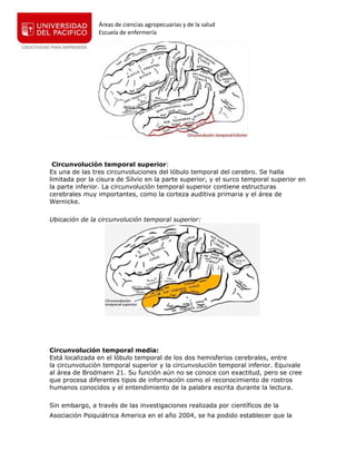 Áreas de ciencias agropecuarias y de la salud
Escuela de enfermería
Circunvolución temporal superior:
Es una de las tres circunvoluciones del lóbulo temporal del cerebro. Se halla
limitada por la cisura de Silvio en la parte superior, y el surco temporal superior en
la parte inferior. La circunvolución temporal superior contiene estructuras
cerebrales muy importantes, como la corteza auditiva primaria y el área de
Wernicke.
Ubicación de la circunvolución temporal superior:
Circunvolución temporal media:
Está localizada en el lóbulo temporal de los dos hemisferios cerebrales, entre
la circunvolución temporal superior y la circunvolución temporal inferior. Equivale
al área de Brodmann 21. Su función aún no se conoce con exactitud, pero se cree
que procesa diferentes tipos de información como el reconocimiento de rostros
humanos conocidos y el entendimiento de la palabra escrita durante la lectura.
Sin embargo, a través de las investigaciones realizada por científicos de la
Asociación Psiquiátrica America en el año 2004, se ha podido establecer que la
 