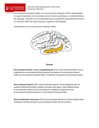 Áreas de ciencias agropecuarias y de la salud
Escuela de enfermería
circunvolución temporal media y la circunvolución temporal inferior desempeñan
en papel importante en los procesos de la memoria semántica y el entendimiento
del lenguaje. También se ha comprobado que los pacientes esquizofrénicos tienen
un marcado déficit de estos procesos cognitivos del lenguaje.
Localización de la circunvolución temporal media:
Surcos
Surco temporal inferior o surco occipitotemporal ([TA]: sulcus temporalis inferior). Surco
longitudinal en la cara lateral del lóbulo temporal que separa la circunvolución temporal
media y la circunvolución temporal inferior. Inicialmente se denominó surco temporal medio.
Surco temporal superior ([TA]: sulcus temporalis superior). Surco longitudinal sobre la
superficie lateral del hemisferio cerebral, que pasa hacia abajo y hacia adelante desde
la circunvolución angular hacia el polo temporal y establece la separación entre
la circunvolución temporal superior y la circunvolución temporal media.
Surcos temporales transversos ([TA]: sulcus temporalis transversi). Surcos irregularmente
verticales en el lóbulo temporal, que se encuentran dentro del surco externo.
 