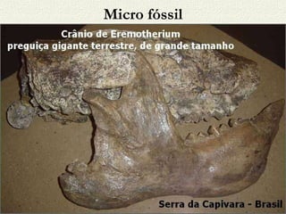 Micro fóssil 