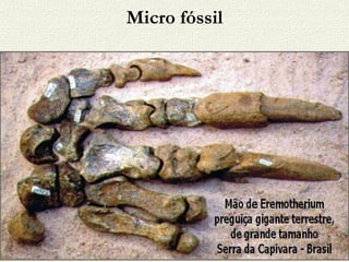 Micro fóssil 