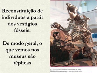 Reconstituição de indivíduos a partir dos vestígios fósseis. De modo geral, o que vemos nos museus são réplicas 