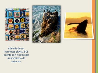 Además de sus
hermosas playas, BCS
cuenta con el principal
avistamiento de
ballenas.
 