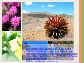 Fuentes:
• https://www.tumblr.com/search/baja+california+sur
• https://www.google.com.mx/search?q=lubezki&hl=es-
MX&biw=1366&bih=667&site=imghp&source=lnms&tbm=is
ch&sa=X&sqi=2&ved=0CAYQ_AUoAWoVChMIi_ng7fCwyAIV
RM6ACh07zAMc#hl=es-
MX&tbm=isch&q=baja+california+sur
 