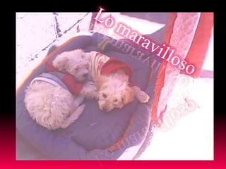 áLbum de fotografías