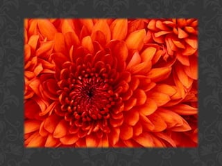 áLbum de fotografías