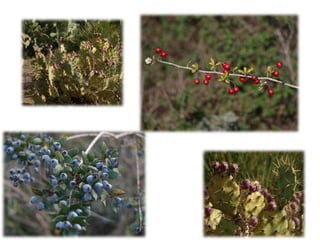 PARQUE DEL GUADALETE