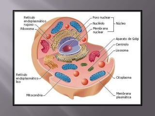 áLbum de fotografías