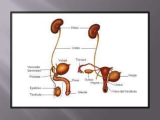 áLbum de fotografías