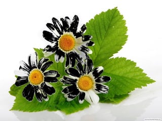 Álbum de fotografías