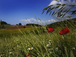 Album de fotografías pps