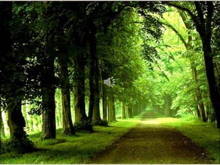 Album de fotografías pps