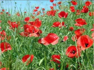 Album de fotografías pps