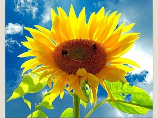 Album de fotografías pps