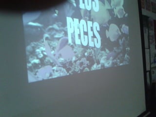 Album de fotografías 2º a primaria