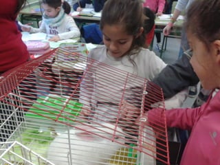 Album de fotografías 2º a primaria