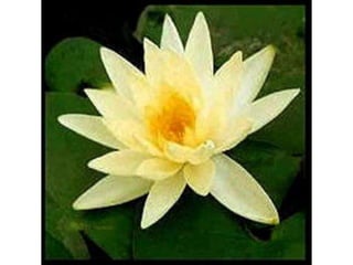 áLbum de fotografías  cindy