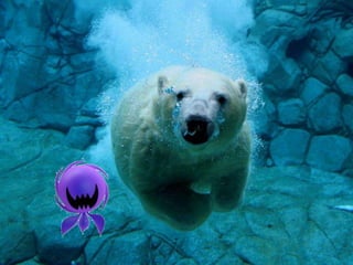 áLbum de fotografías  cindy