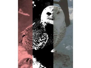 áLbum de fotografías  cindy