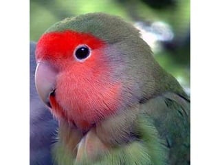 áLbum de fotografías  cindy