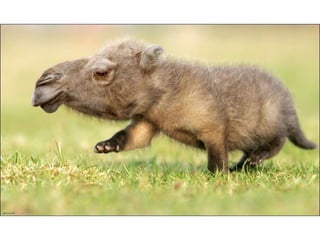 áLbum de fotografías pps