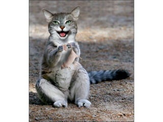 áLbum de fotografías pps