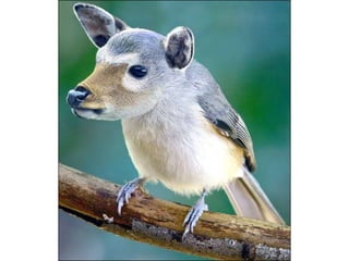 áLbum de fotografías pps