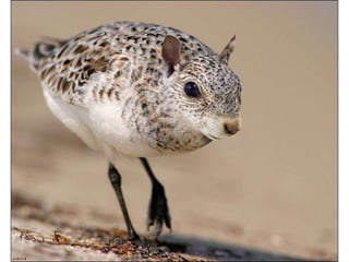 áLbum de fotografías pps