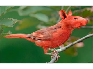 áLbum de fotografías pps