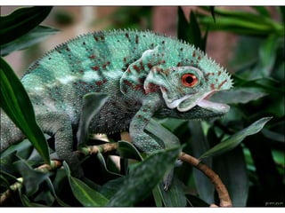 áLbum de fotografías pps