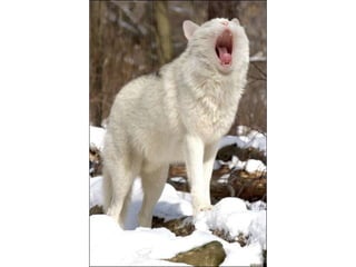 áLbum de fotografías pps