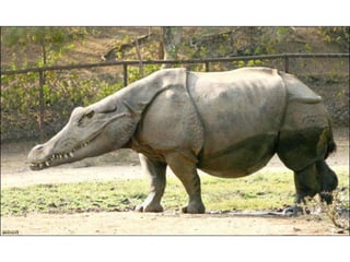 áLbum de fotografías pps