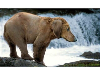 áLbum de fotografías pps