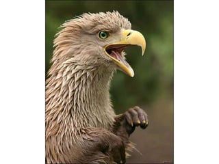 áLbum de fotografías pps