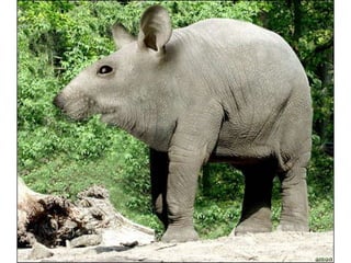 áLbum de fotografías pps