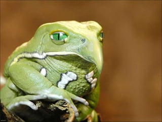 áLbum de fotografías pps