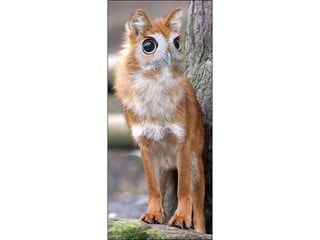 áLbum de fotografías pps