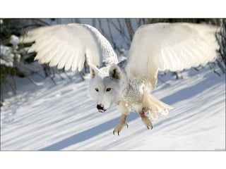 áLbum de fotografías pps