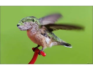 áLbum de fotografías pps