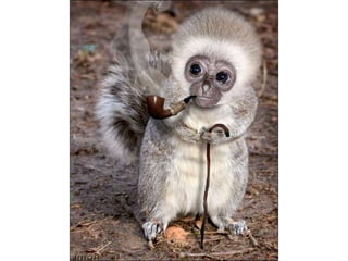 áLbum de fotografías pps