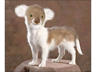 áLbum de fotografías pps