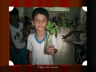 O feijão está crescendo. 