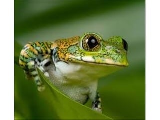 áLbum de fotografiasjo