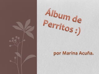 Álbum de Perritos :) por Marina Acuña. 