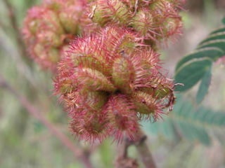 Horto Florestal 04/05/11