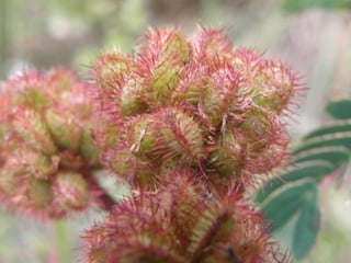 Horto Florestal 04/05/11