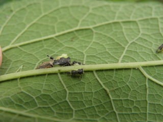 Horto Florestal 04/05/11