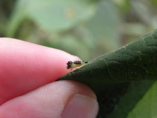 Horto Florestal 04/05/11