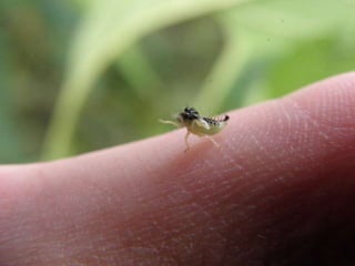 Horto Florestal 04/05/11