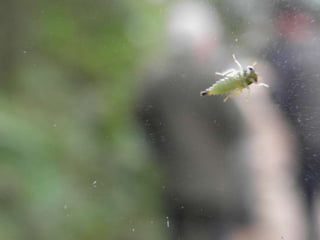 Horto Florestal 04/05/11